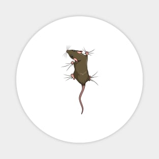 Rat owner - climbing rat Magnet